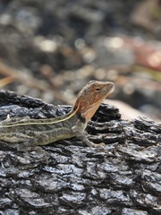 Diporiphora
