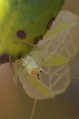 Oecanthus argentinus