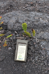 Polypodium pellucidum vulcanicum