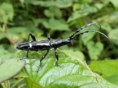 Platyarthron semivittatum