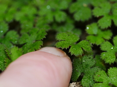 Hydrocotyle elongata
