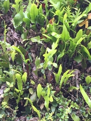 Microsorum pustulatum pustulatum