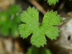 Hydrocotyle elongata