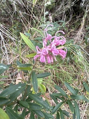 Grevillea sericea