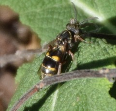 Zanysson texanus