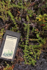 Coprosma ernodeoides