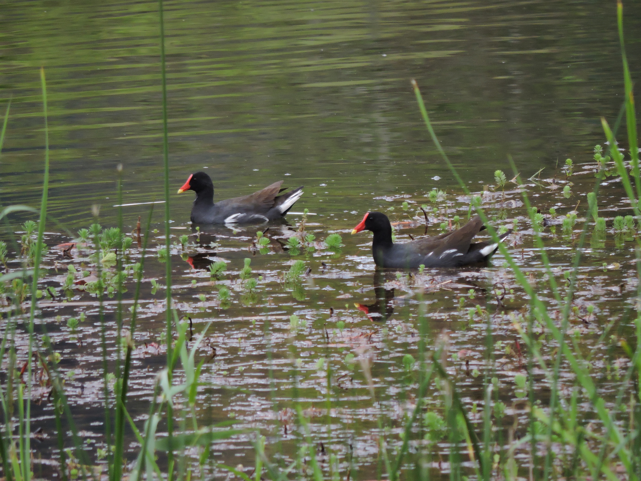 Rallidae image