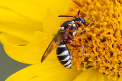 Nomada texana