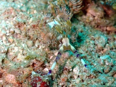 Pteraeolidia semperi