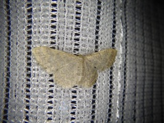 Idaea remissa