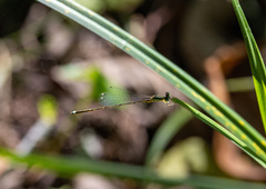 Ischnura prognata