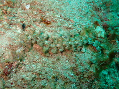 Pteraeolidia semperi