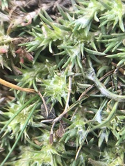 Cardionema ramosissimum