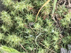 Cardionema ramosissimum