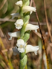 Spiranthes arcisepala