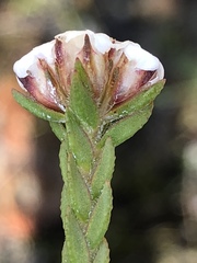 Euchaetis scabricosta