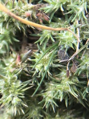 Cardionema ramosissimum