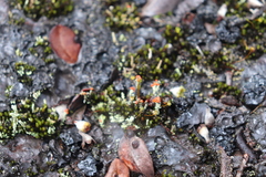Cladonia parasitica