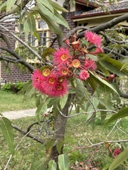 Corymbia ficifolia