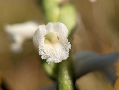 Spiranthes arcisepala