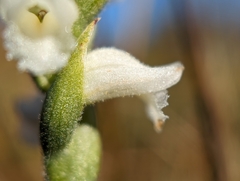 Spiranthes arcisepala