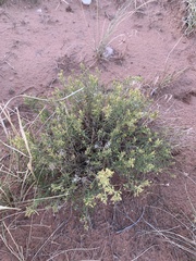 Gutierrezia microcephala
