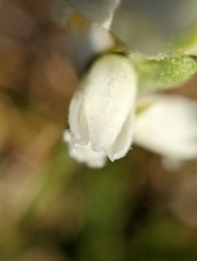 Spiranthes arcisepala