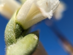 Spiranthes arcisepala