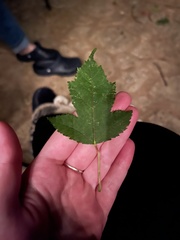Acer ginnala