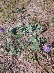 Lupinus lepidus