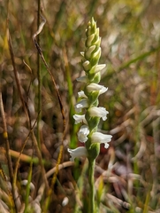 Spiranthes arcisepala