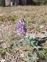 Lupinus lepidus