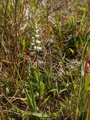 Spiranthes arcisepala