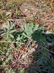 Lupinus lepidus