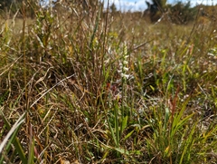 Spiranthes arcisepala