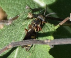 Zanysson texanus