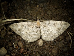 Protoboarmia faustinata