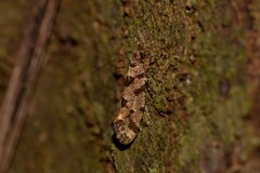 Parochmastis hilderi