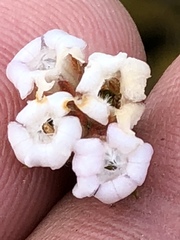 Euchaetis scabricosta