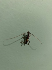 Gnomibidion fulvipes