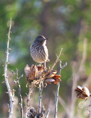 Oreoscoptes montanus