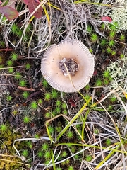 Amanita rhacopus