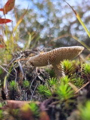 Amanita rhacopus
