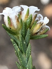 Euchaetis scabricosta