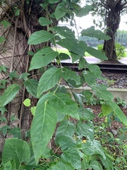 Glochidion zeylanicum