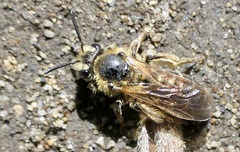 Andrena