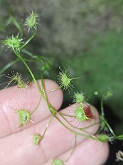 Drosera auriculata