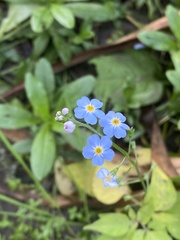 Myosotis scorpioides