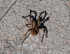 Tigrosa helluo