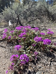 Abronia villosa